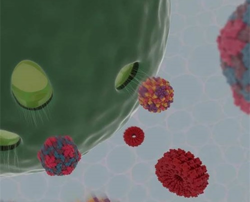 植物如何抵抗病毒？我国科学家发现植物干细胞广谱抗病毒机制
