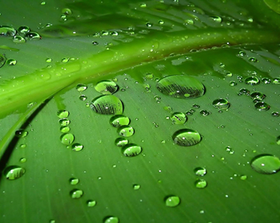 探寻植物抗病之路： 我国细胞膜信息传递研究获重大发现
