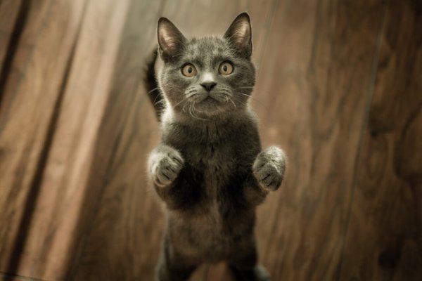 豆瓣青年独宠猫？猫咪成为顶流有价值的评价空巢青年爱吸猫