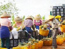 一文让你读懂如何顺利出口菠萝