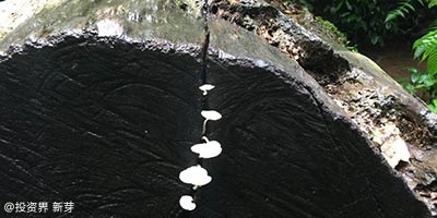 小米挂造车卖手机