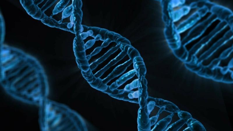 奇怪的DNA