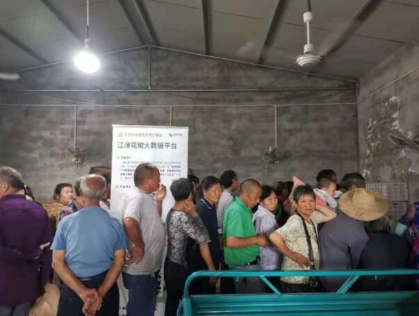 小花椒 大产业 江津花椒迈入数字化时代