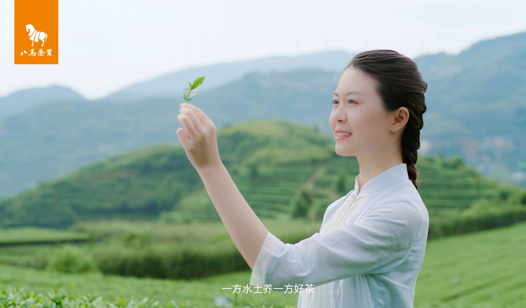 八马茶业品牌介绍宣传片：汇聚中国原产好茶