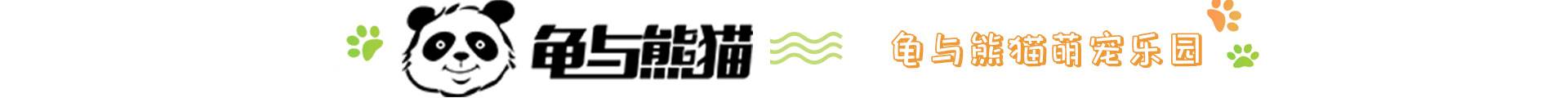 龟与熊猫宠物